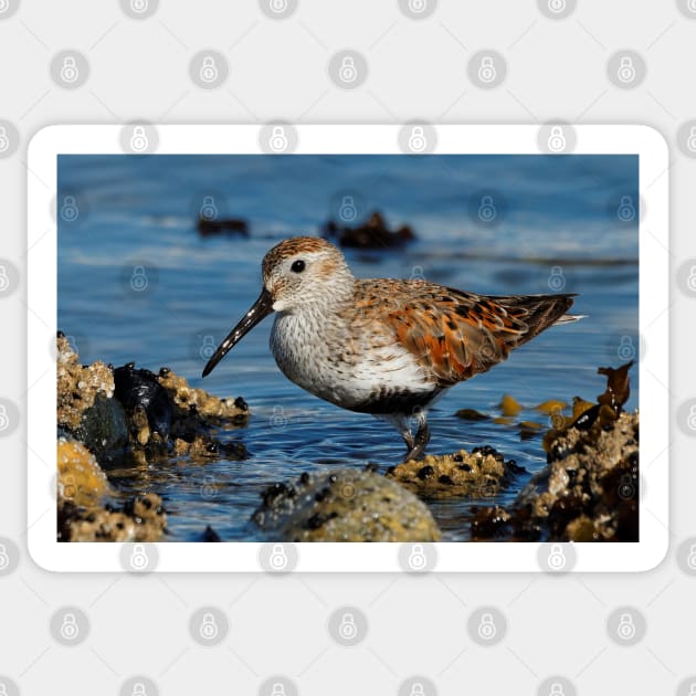 A Solitary Dunlin at the Jetty Sticker by walkswithnature